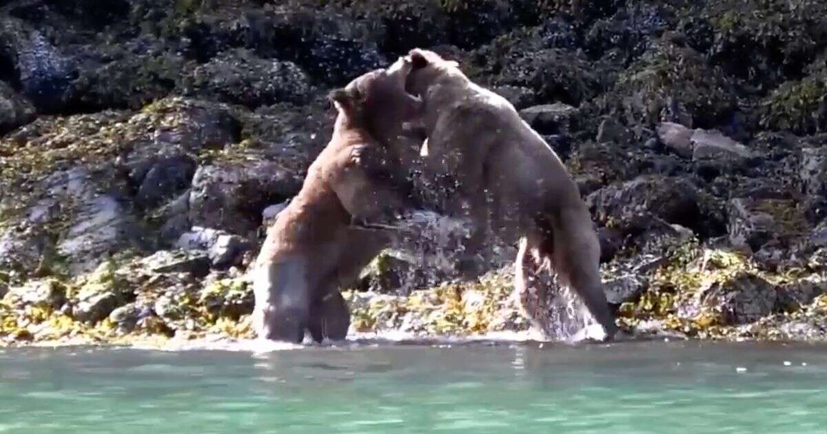 Eight-foot-tall grizzly bears fight just feet away from 'physically sick' tourists