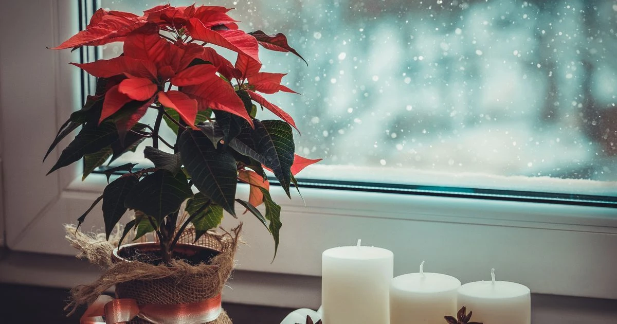 Poinsettia warning as common mistake will kill your plant this Christmas