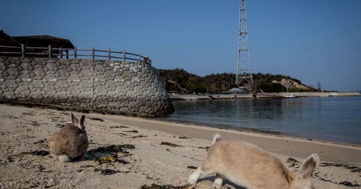 The dark past behind ‘Poison Gas Island’ unpopulated by humans and removed from the map