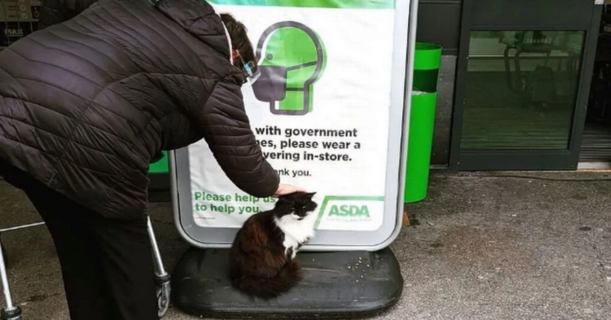 Cat named Jerry who loves Asda becomes local celeb after being abandoned at side of road