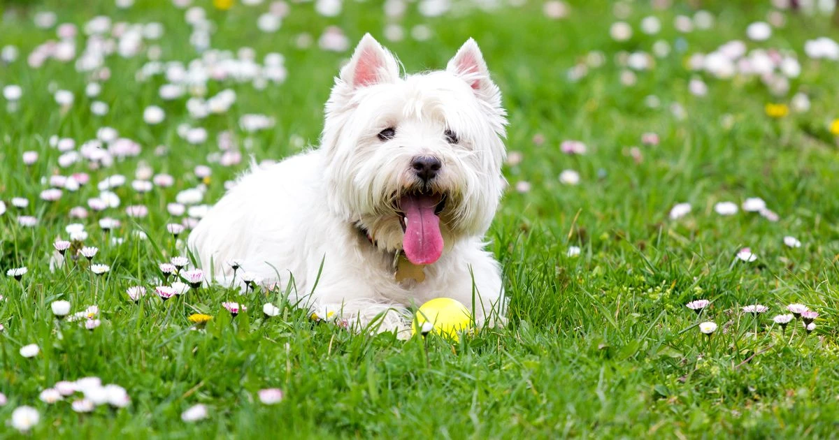 Five-second pavement test reveals if it's too hot to walk your dog during heatwave