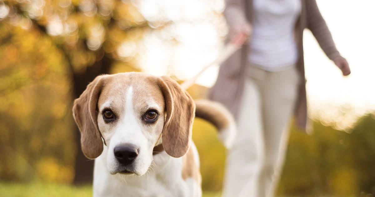Dog walking in list of everyday activities that 'increase' coronavirus risk, study finds