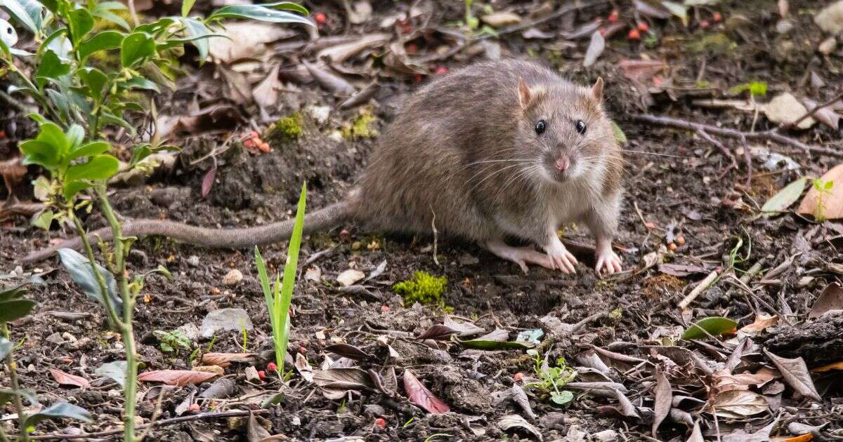 Four plants will send rats ‘racing out of your garden at top speed’