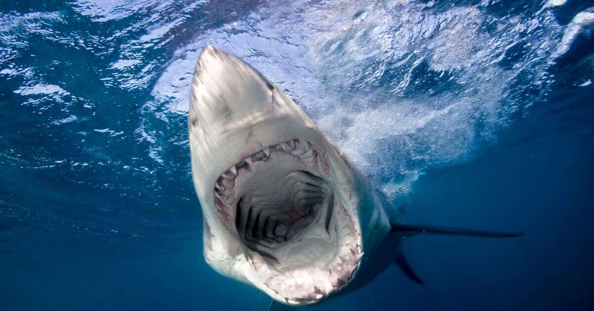 Woman killed in horror Canary Islands shark attack while sailing on British-flagged catamaran