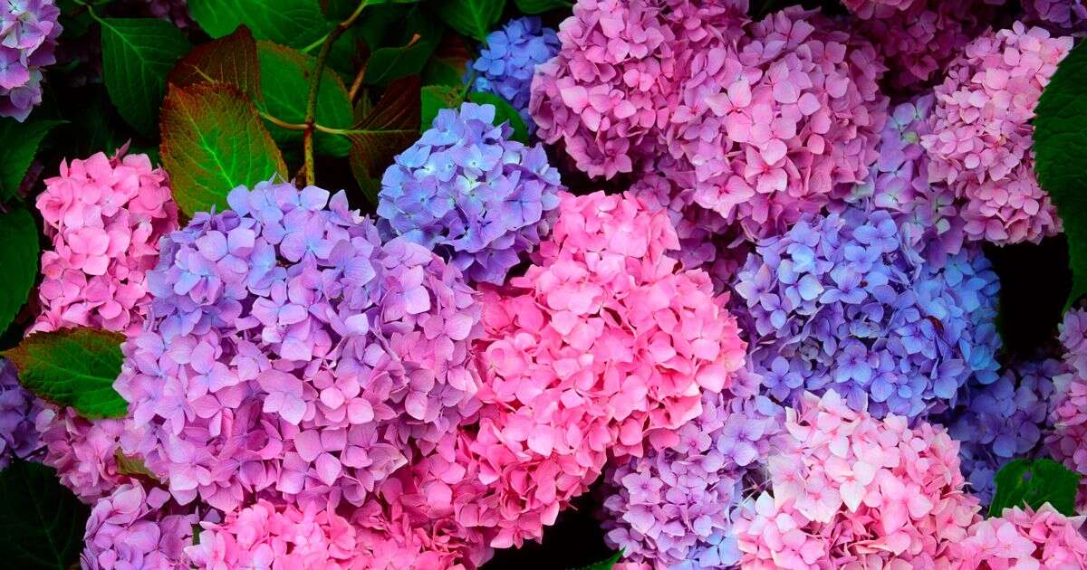 ‘Magic’ kitchen scrap will turn your hydrangeas from pink to blueGardening