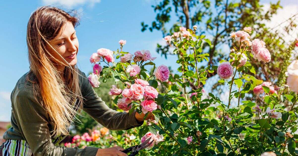 Gardeners warned roses won't bloom next year if they ignore 'serious' advice