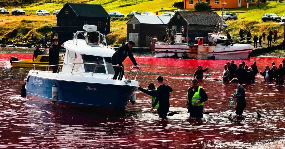 Fury as 'blood bath tradition' sees more than 150 dolphins slaughtered