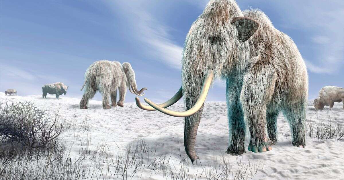 Common allergy 'may be reason all woolly mammoths went extinct' 4,000 years agoHay fever