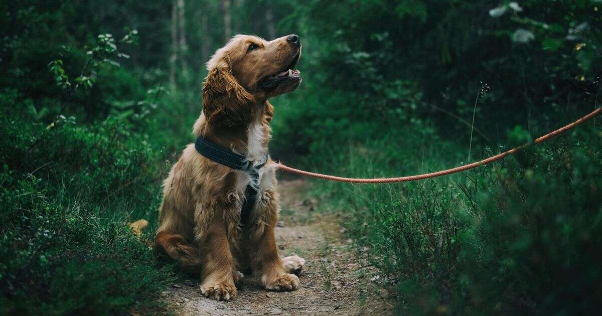 Warning over 'increased risk' of dog disease that could cost £766 or be fatal