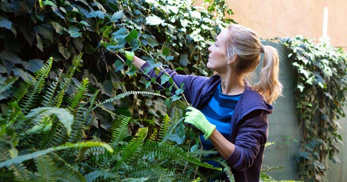 39p hack to banish ivy from your garden for good - and it’s effort-freeGardening