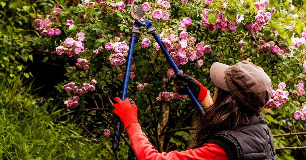 Gardener shares coin trick to check if your plant is dead or alive without cutting itGardening