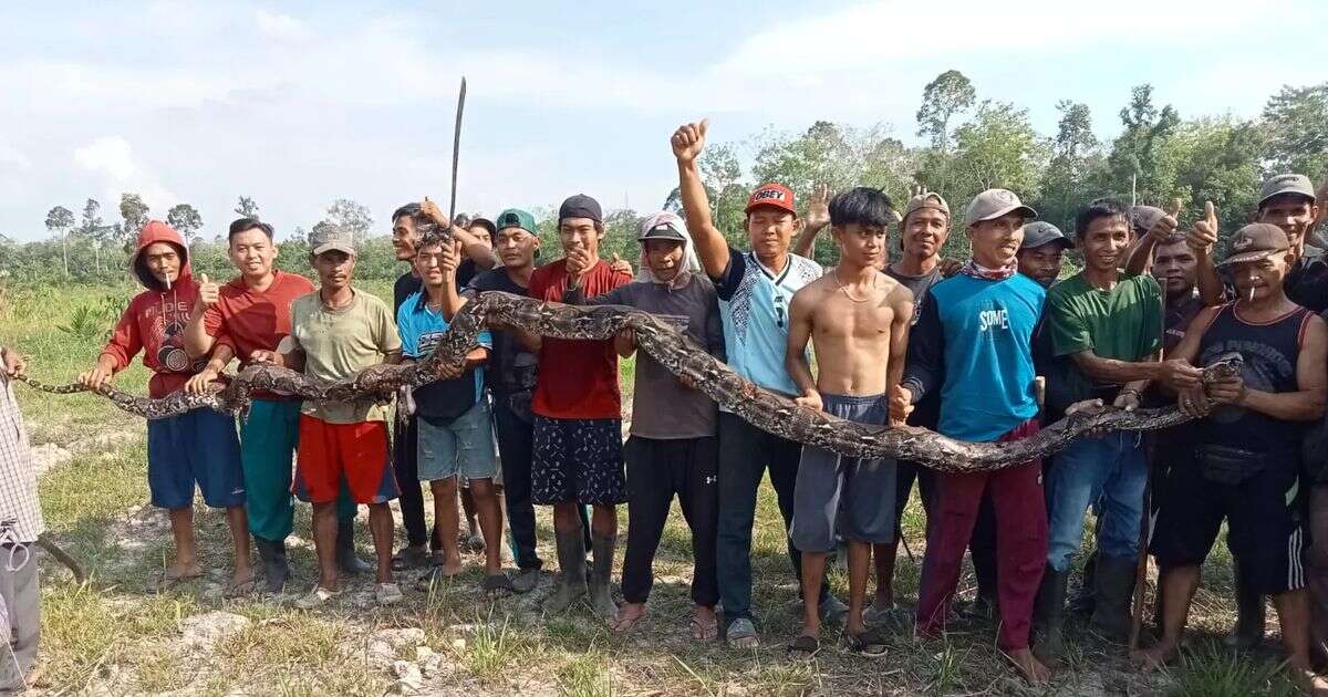 Horrified husband finds wife half eaten by python before locals bash 16ft snake to death