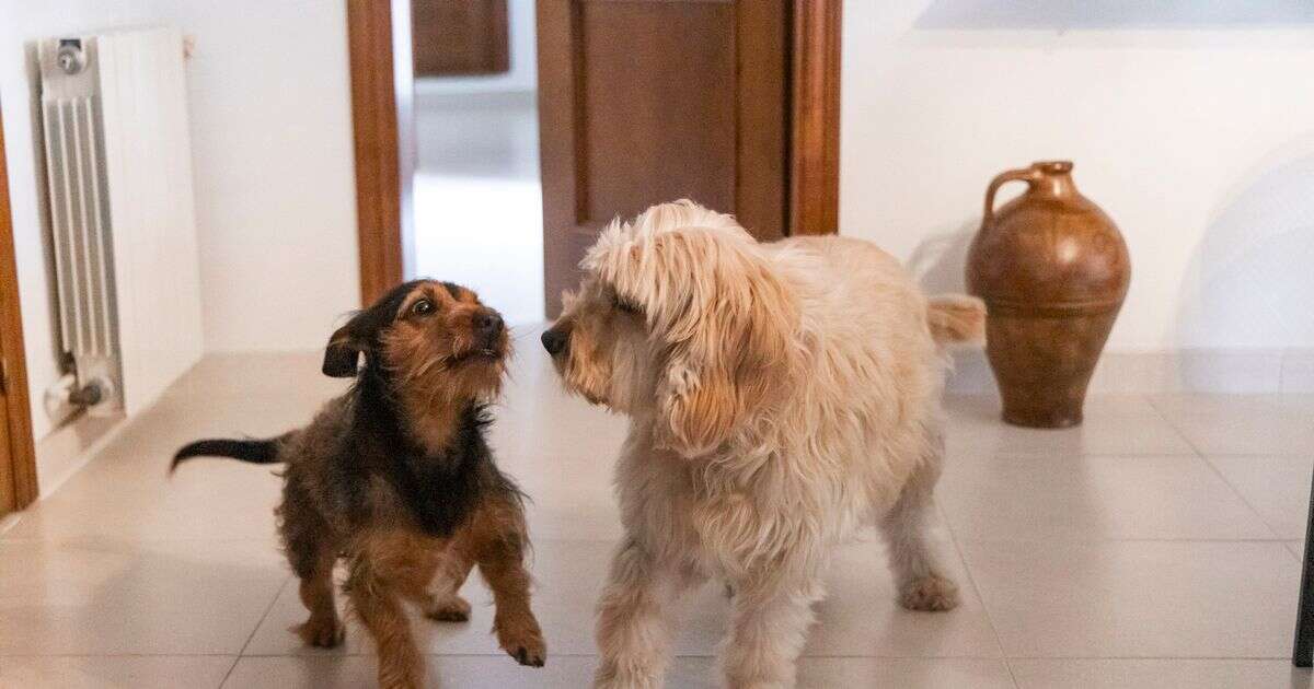 Heartwarming way dog lets her deaf brother know their human owners are home