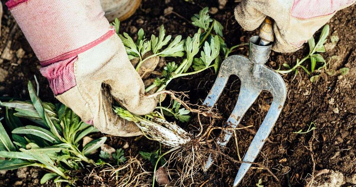 Ditch vinegar and replace with ‘genius’ method to make gravel weeds disappearGardening