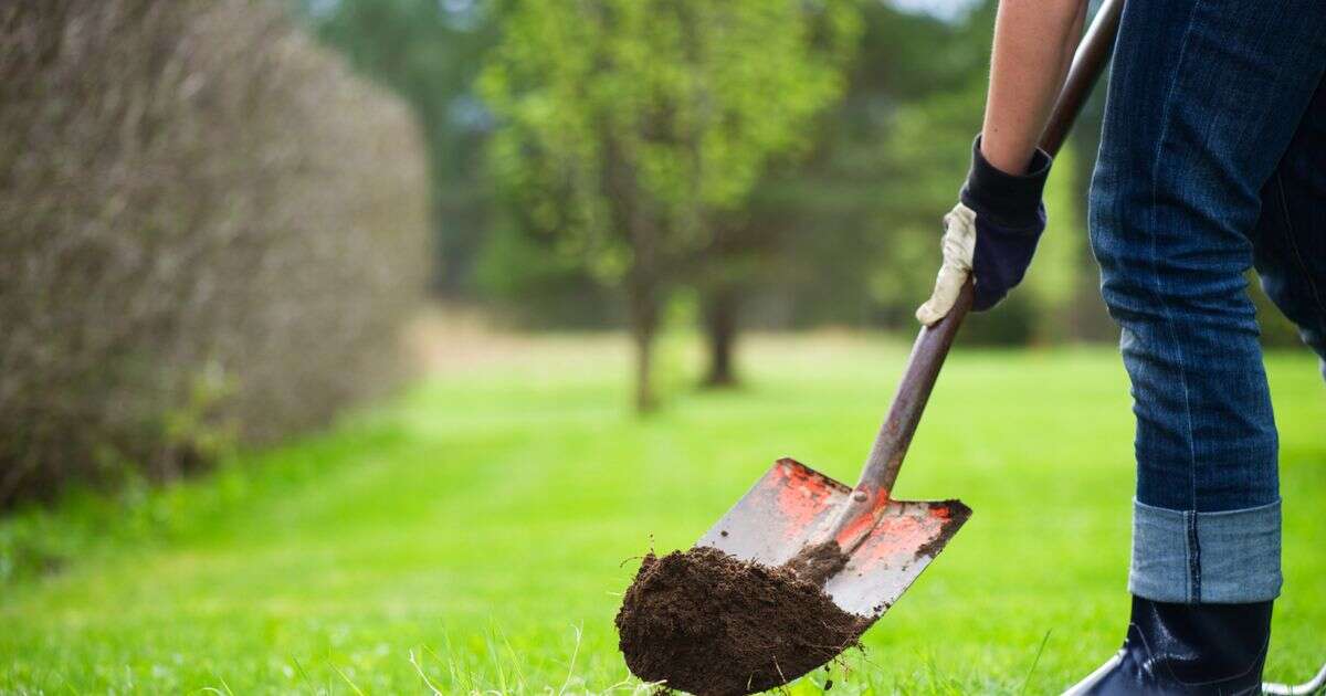 Gardeners urged to bury a bucket in their garden for very important reasonGardening