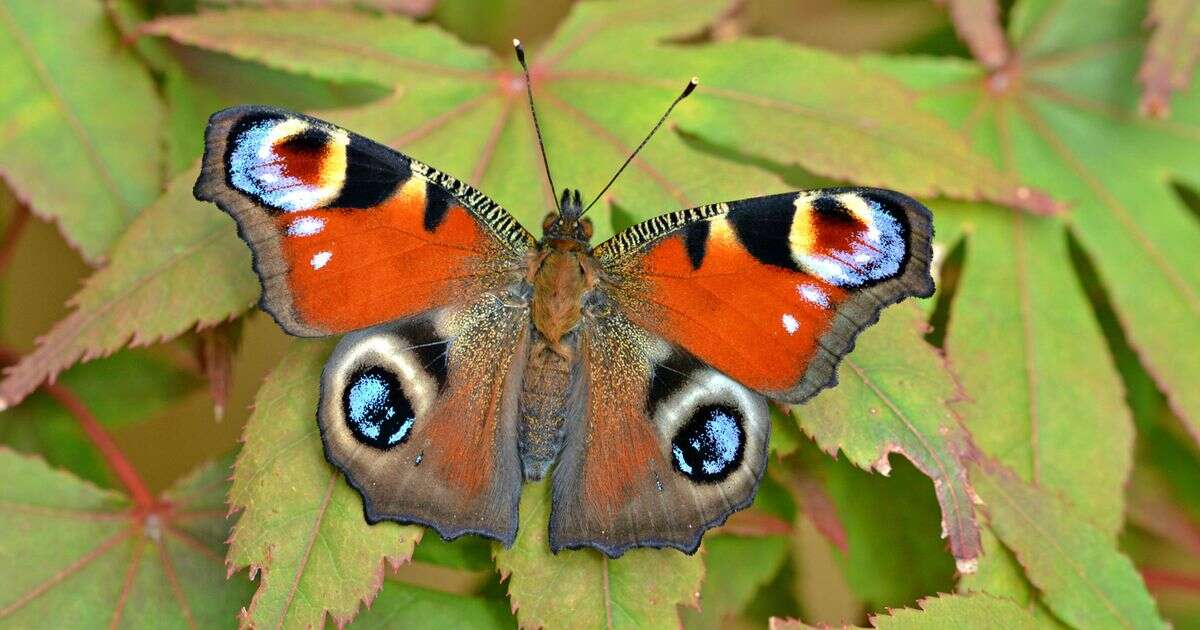 UK butterfly emergency declared after numbers halve in just one year according to surveyUK News