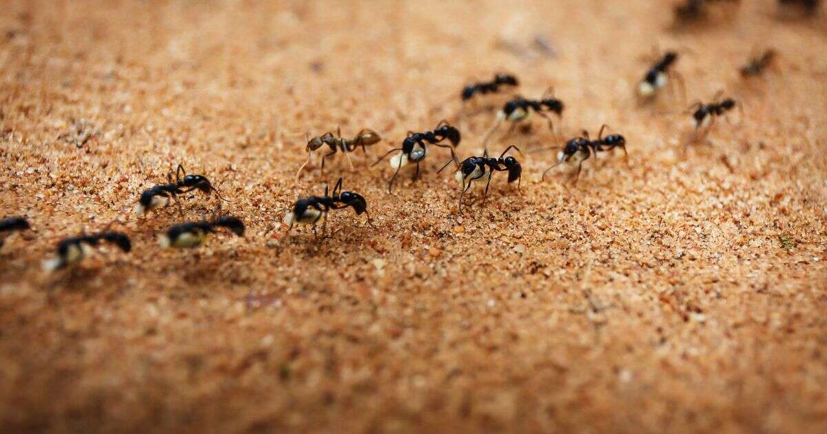 Clever 20-second method banishes ants from your home and gardenGardening