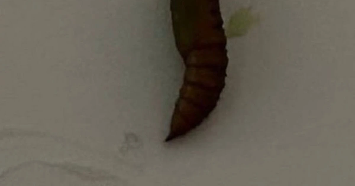 Person horrified after discovering what 'wriggling' item they found at home is