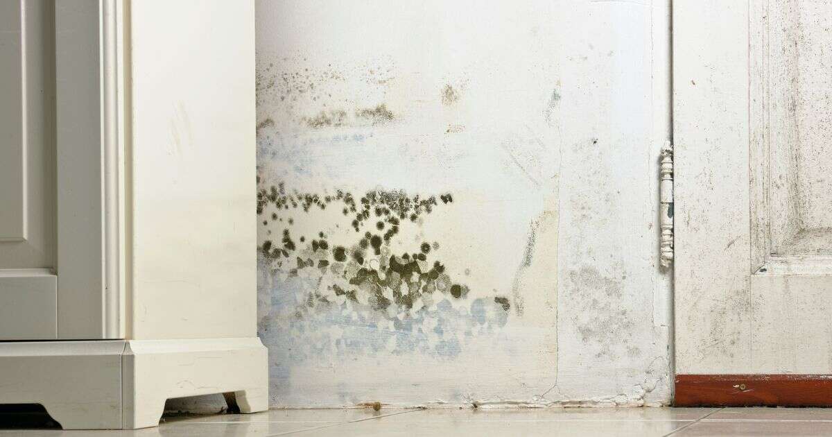 Nearly half of UK renters are dealing with potentially dangerous mould in their home