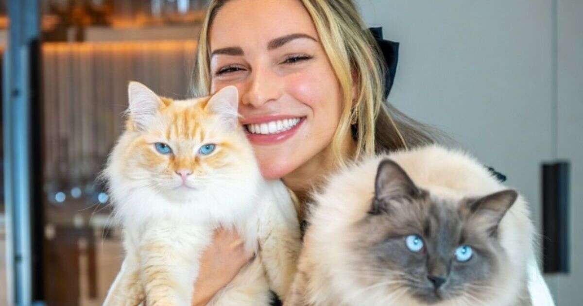 Shop Zara McDermott’s must-have cat bed that her pets are ‘so obsessed with’