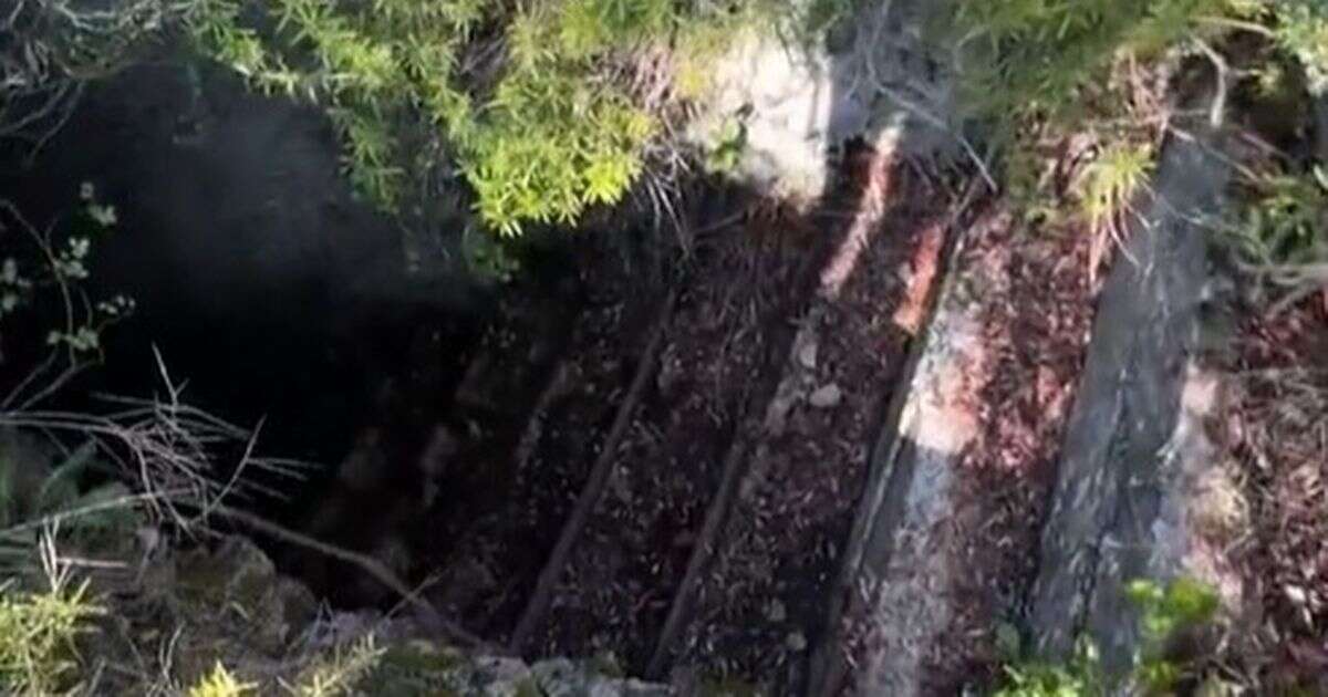 Man finds creepy overgrown staircase in forest – it leads to something terrifying