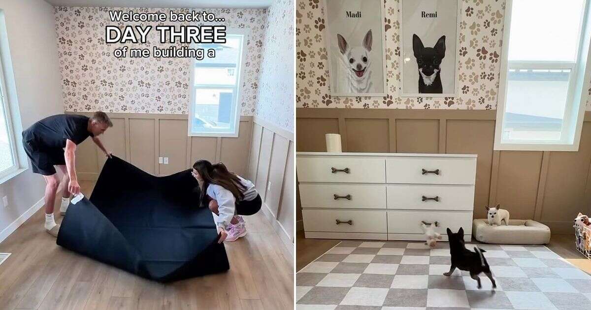 Inside luxurious bedroom for spoiled dogs treated like children by their owners