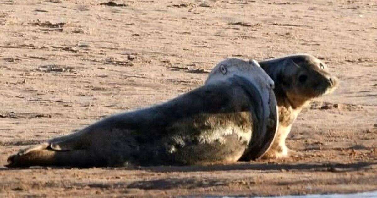 Seal heartbreakingly trapped inside old toilet seat is 'most unusual case' of littering horrorsAnimals