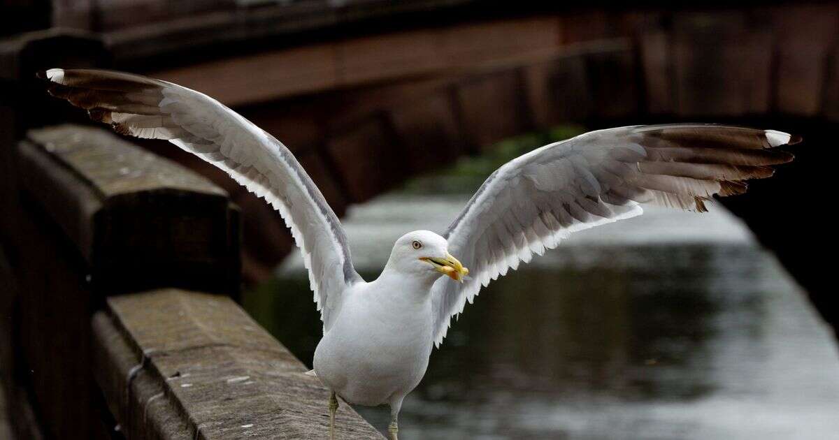 Desperate council to stamp out marauding seagulls by putting birds on the pillContraception