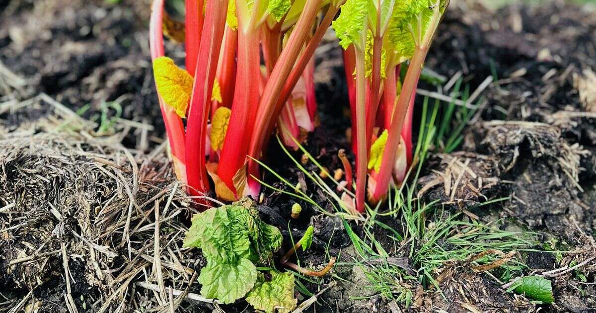 Split this delicious garden crop in October and you'll have even more fruit next year