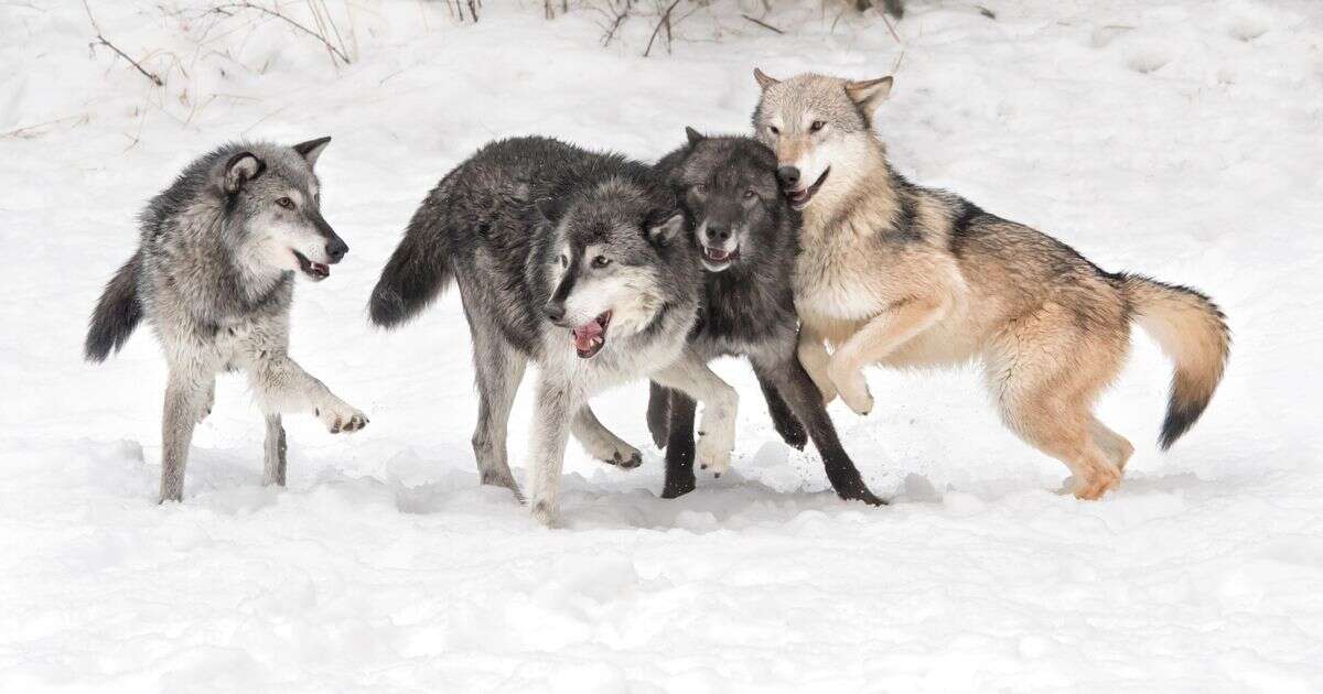 Pack of howling wolves spotted right outside man's window - sparking surprising two-word reaction