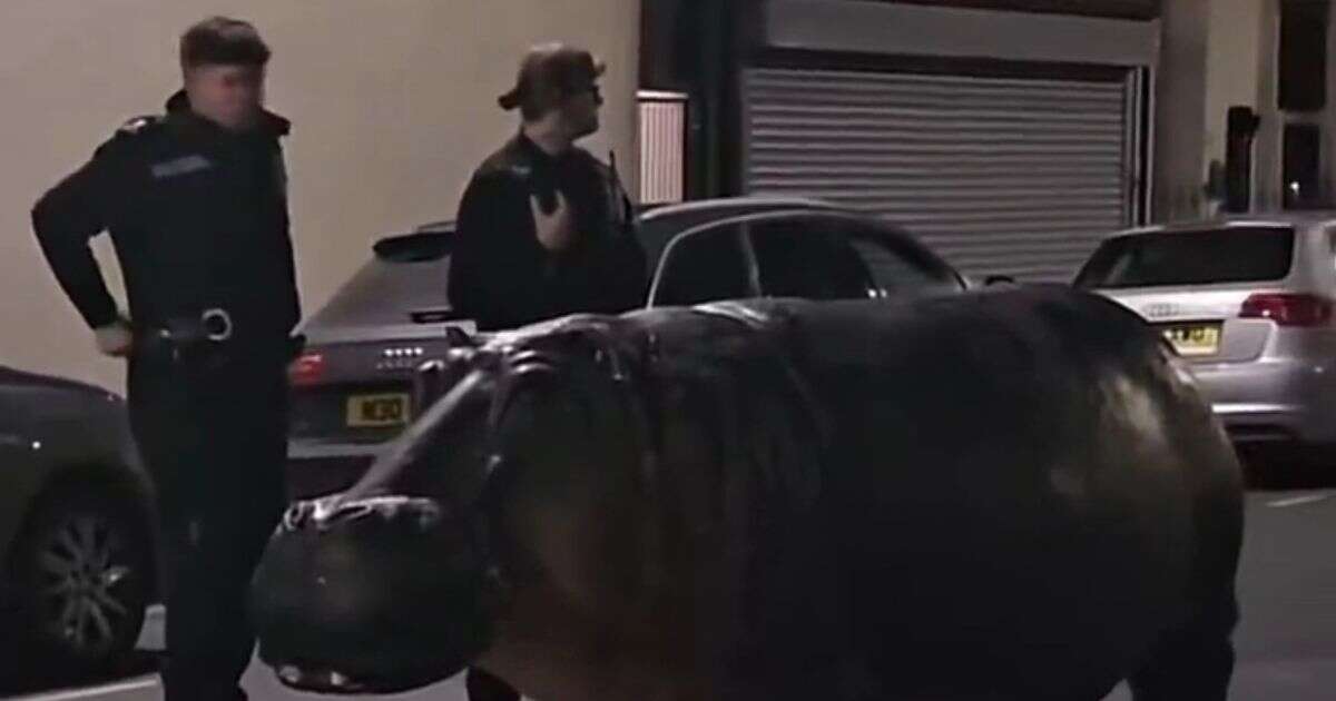 UK police rush to seaside town after reports of 'hippo' spotted in middle of the road