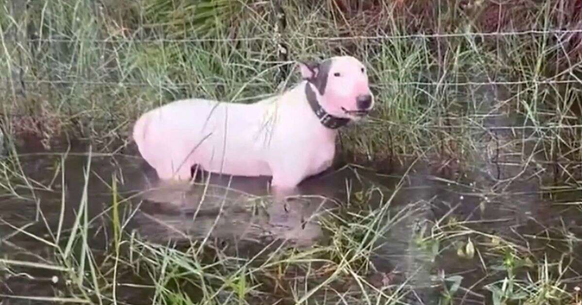 Florida man arrested after dog found abandoned in flood during Hurricane Milton