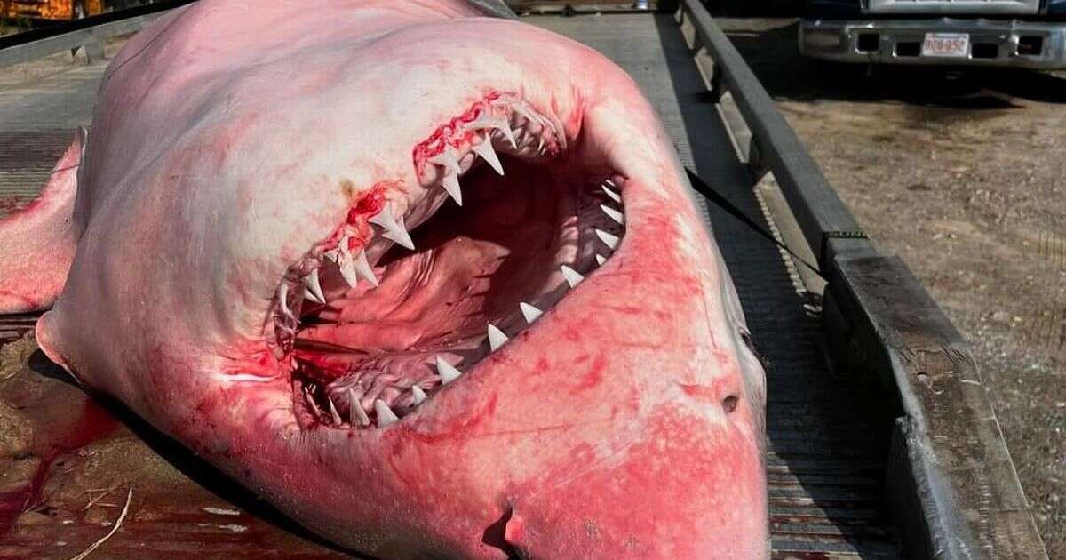 Massive great white shark found ashore on US beach - and nobody knows how it got there