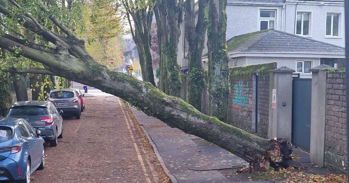 Storm Ashley sparks major power cuts as tens of thousands left without electricity