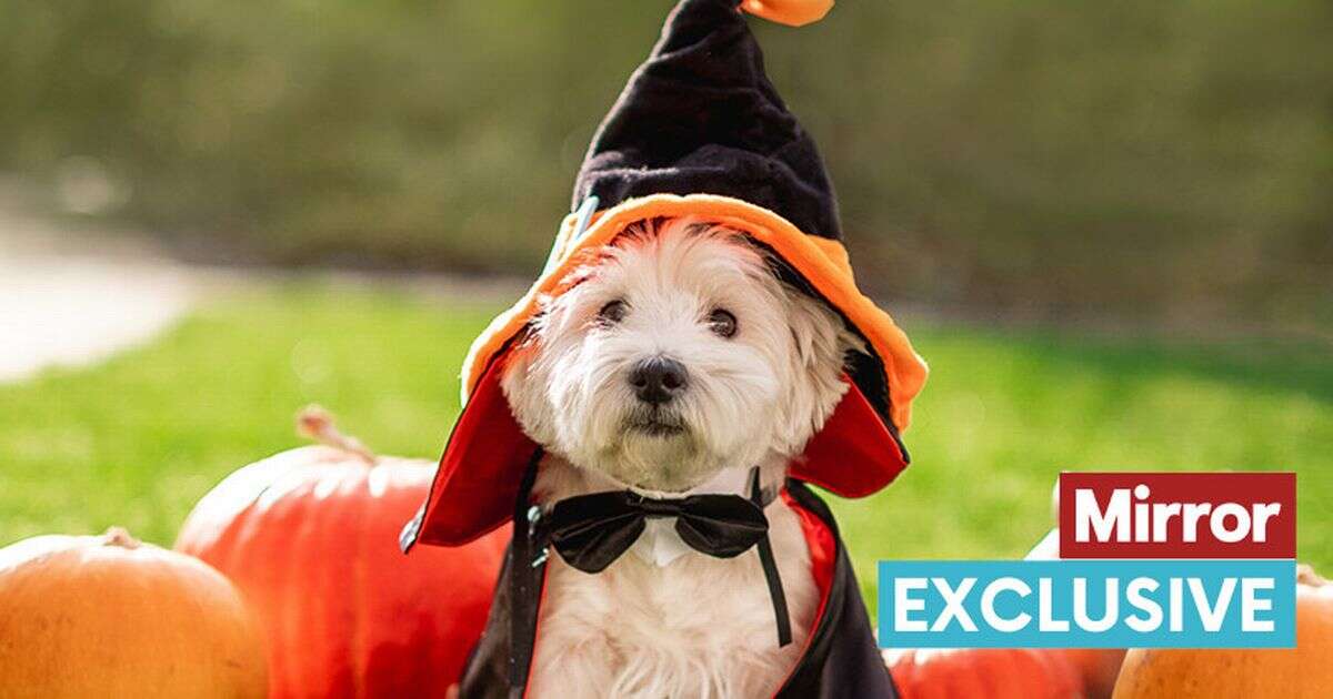 Pet owners issued urgent warning over Halloween costumes that might be harming your cat or dog