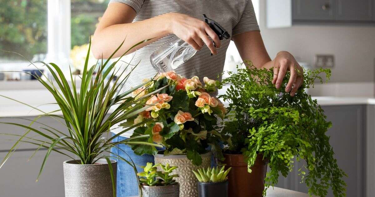 Three houseplant mistakes everyone makes - and they could be killing them