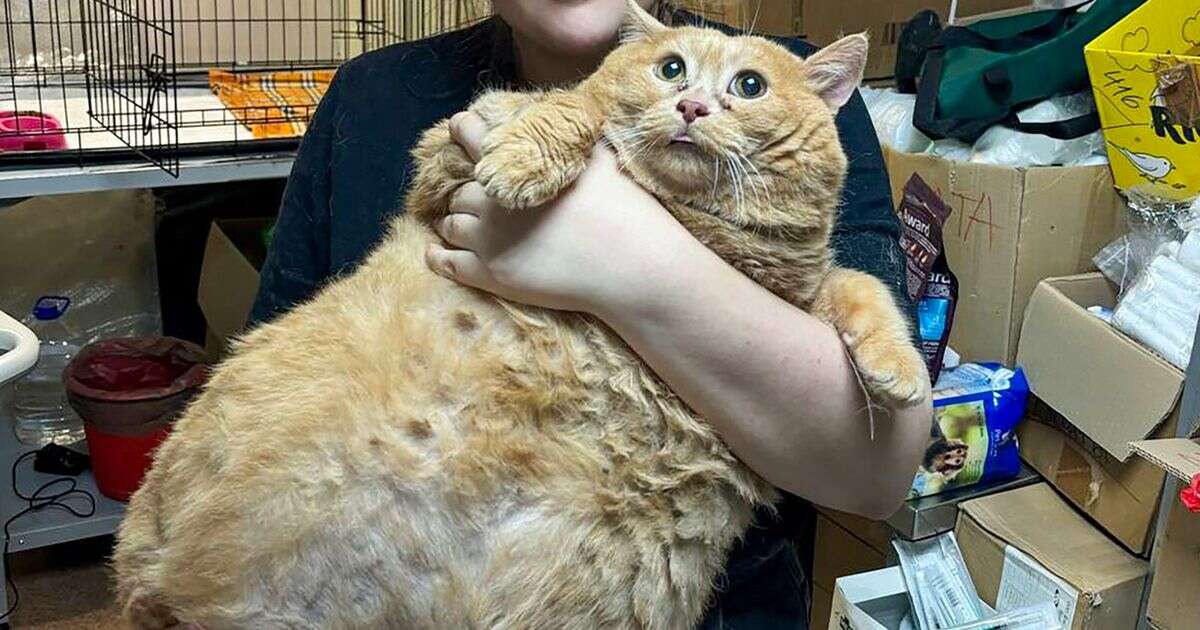 'World's fattest cat' died after vets failed to spot cancerous tumours under layers of flab