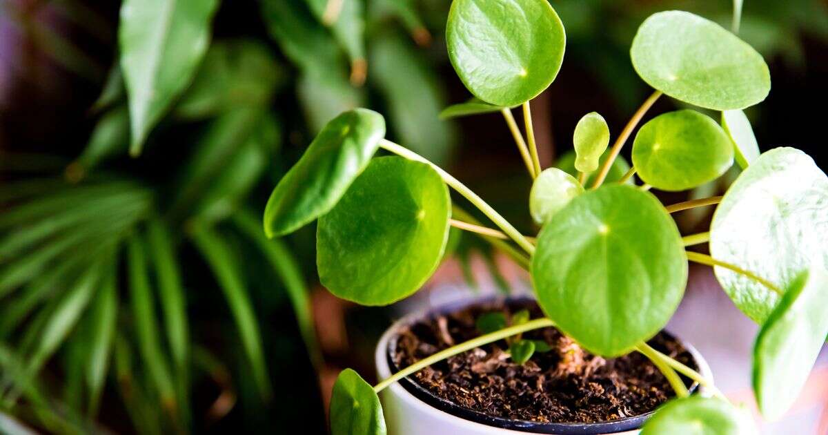 Healthier than ever houseplants by adding kitchen waste you'd throw away to the soil