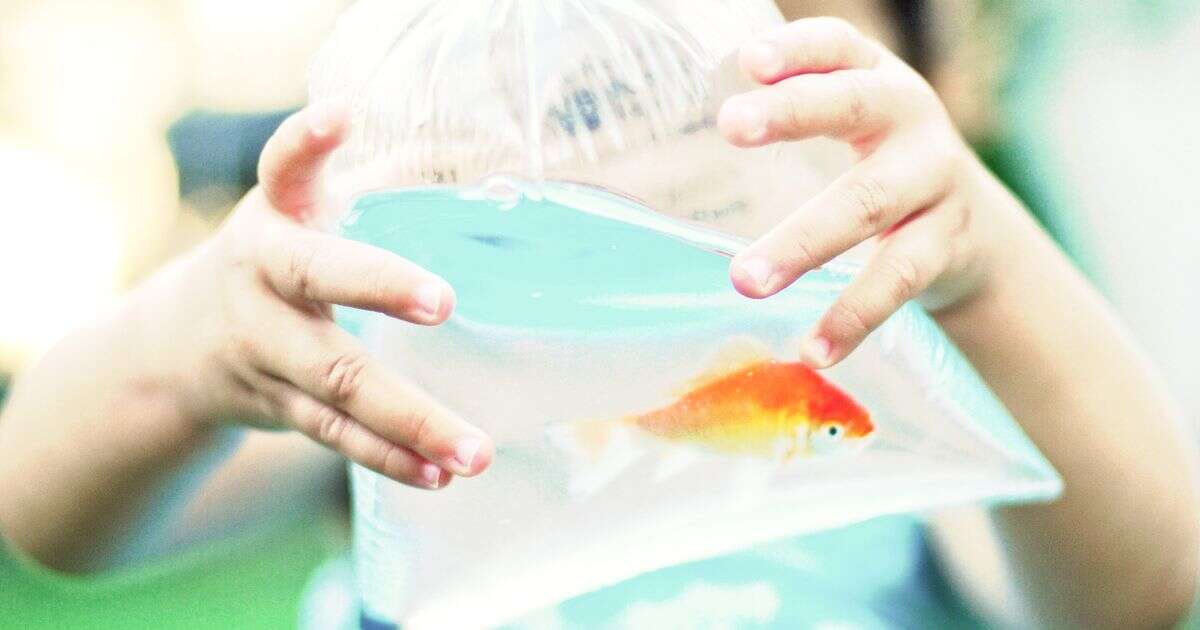 RSPCA calls for ban on goldfish being offered as prizes at funfairs