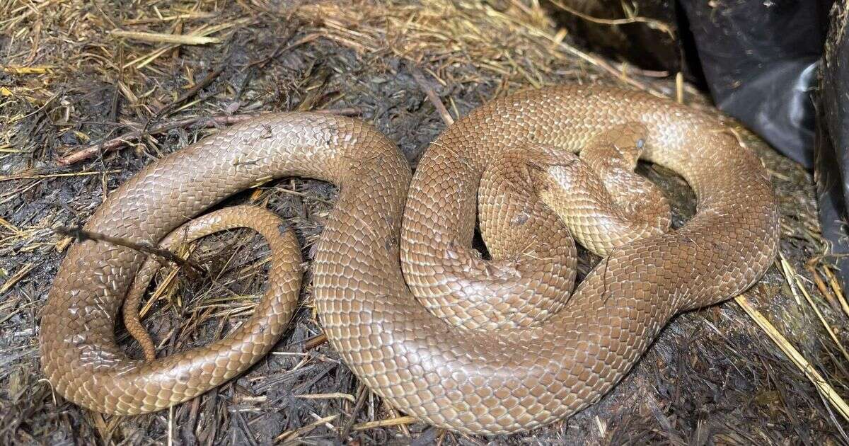 Huge 5ft 'cannibal snakes' invading UK homes in terrifying invasion