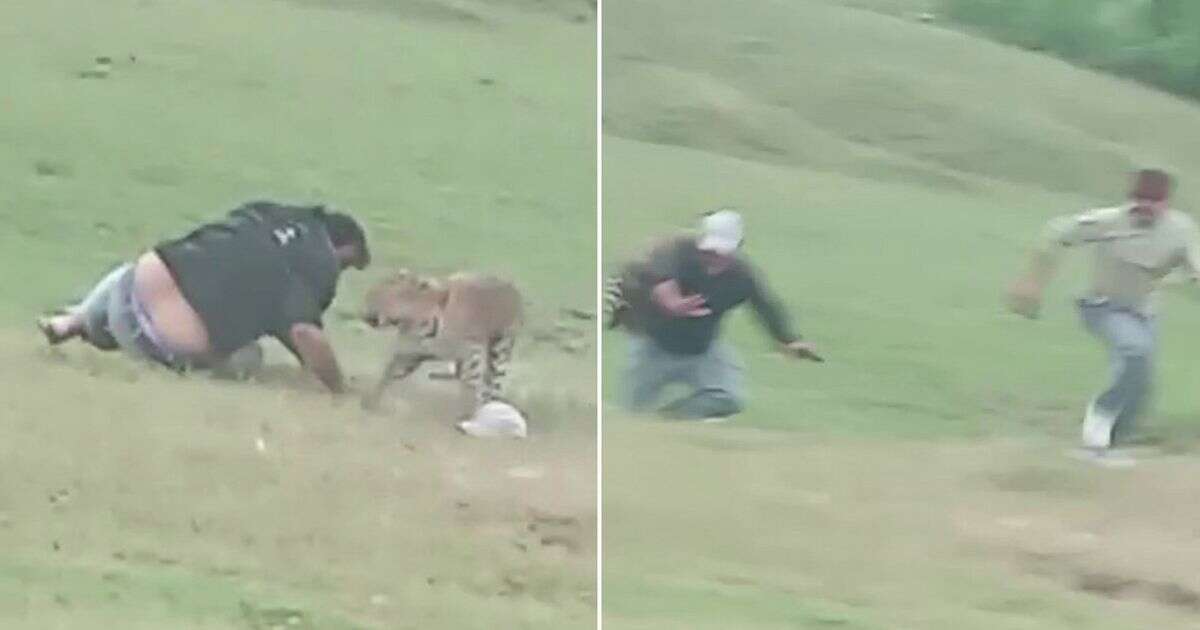 Terrifying moment leopard pounces and mauls large group enjoying picnic in park