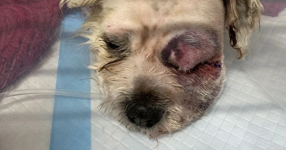 Elderly dog found abandoned in graveyard with infected eye popping out of head