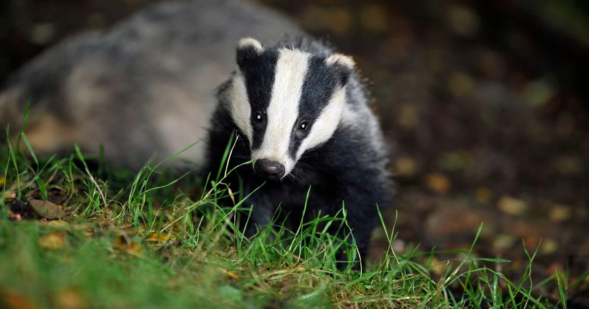Nada Farhoud: Lock up animal cruelty brutes who torture wildlife for fun