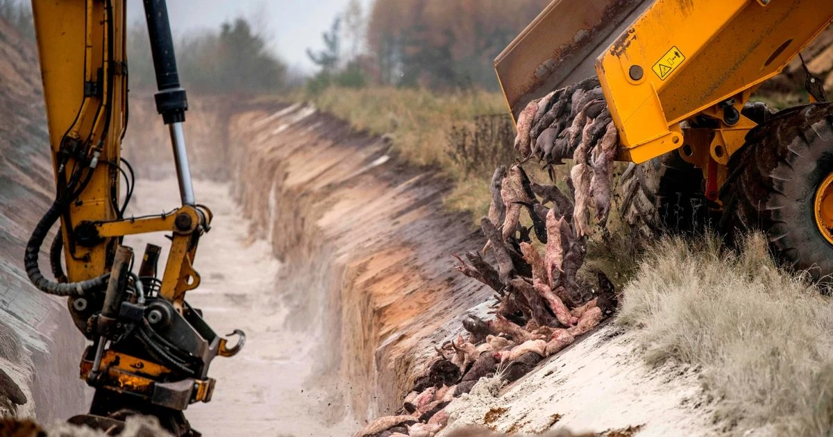Gruesome pictures show Denmark dumping 17m minks into mass graves amid Covid-19 outbreak