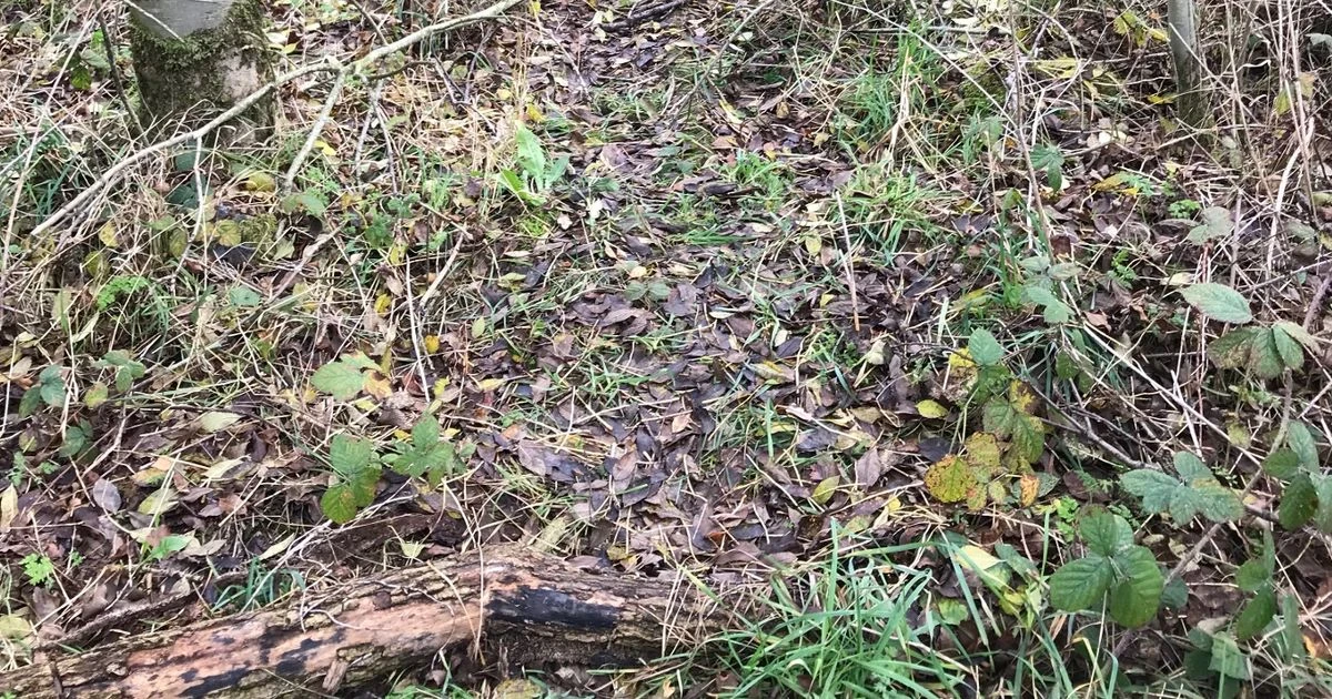 Two skinned dogs found hanging from trees in woodland by horrified walker