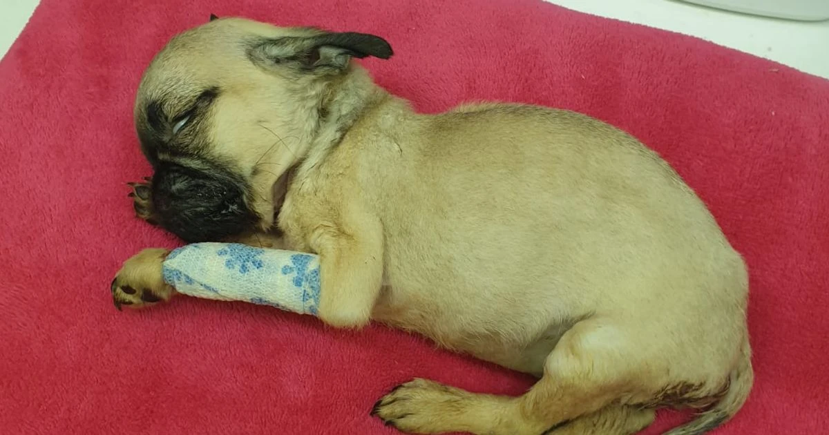 Puppies die after being bred by sick puppy farmers exploiting coronavirus pandemic