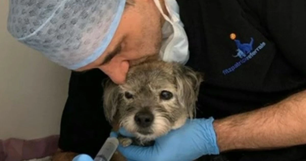 Supervet Noel Fitzpatrick says his 'life unraveled' when his dog got hit by a car in front of him