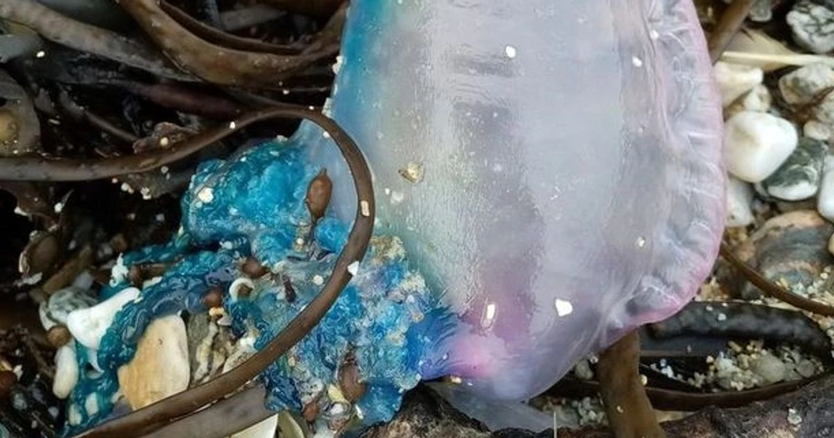 Hundreds of venomous man-o-war 'jellyfish' wash up on UK beaches across coast