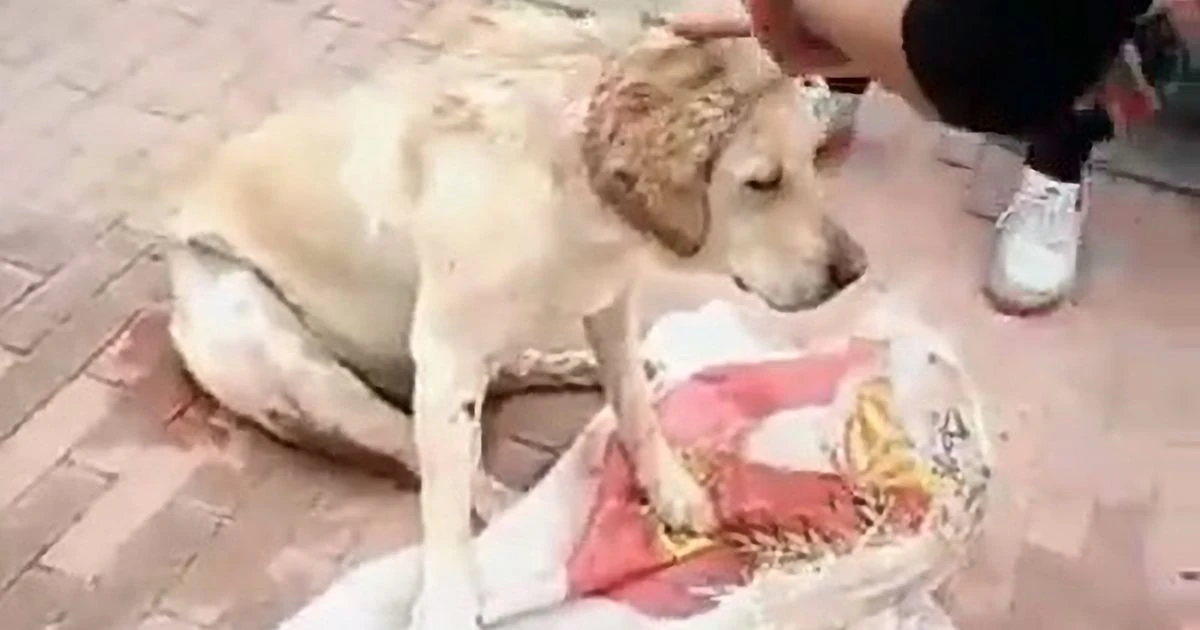 Dog tragically dies after being 'gang raped' and 'stabbed 30 times' in horror attack