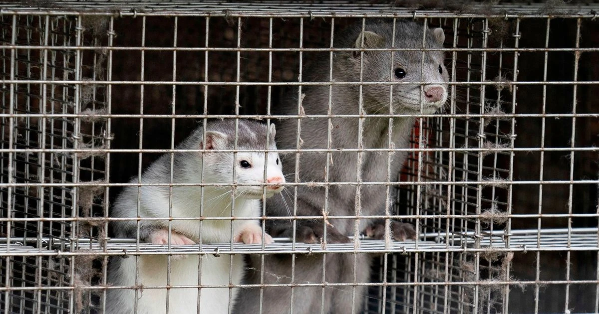 Danish towns on lockdown after mutated coronavirus starts spreading to humans from minks